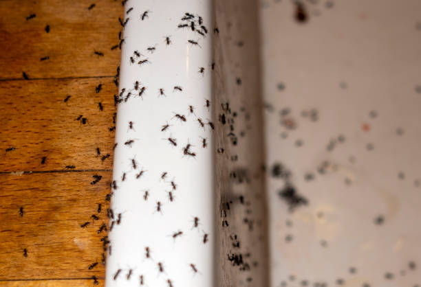 Best Bed Bug Extermination  in Underwood Petersville, AL