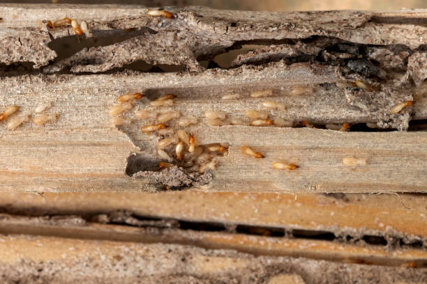 Best Affordable Pest Control Services  in Underwood Petersville, AL